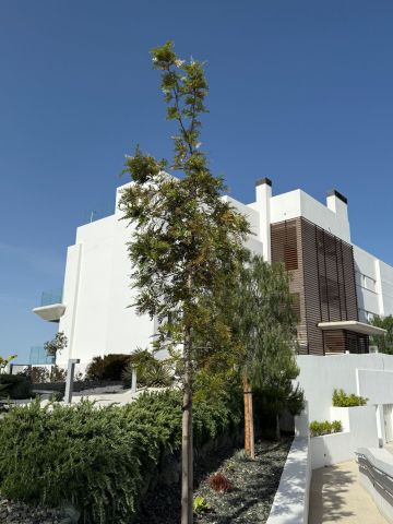 https://cdn.resales-online.com/public/rvs13dstz7/properties/804c2e85284911f0ad0102e0405b089b/w1200/33-f37a7fab00fce6ff6b895520b67d6d6d.jpg?v=1746299742